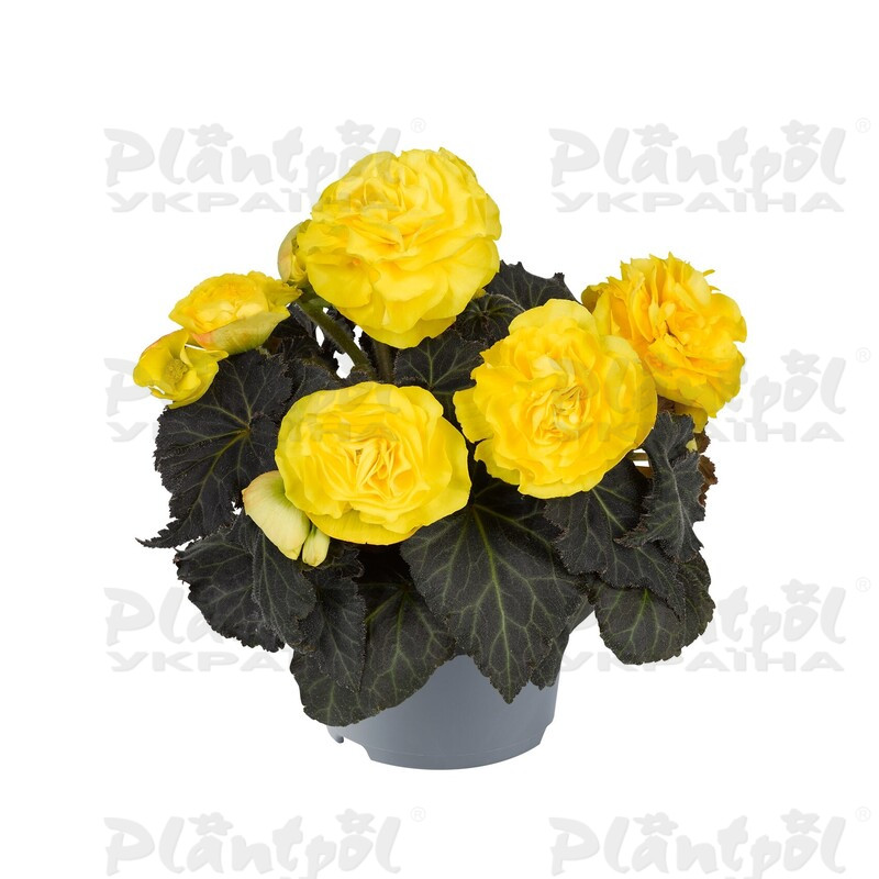 Бегонія Тuberhybrida Nonstop® Mocca F1 Yellow (84 палета/Florensis)