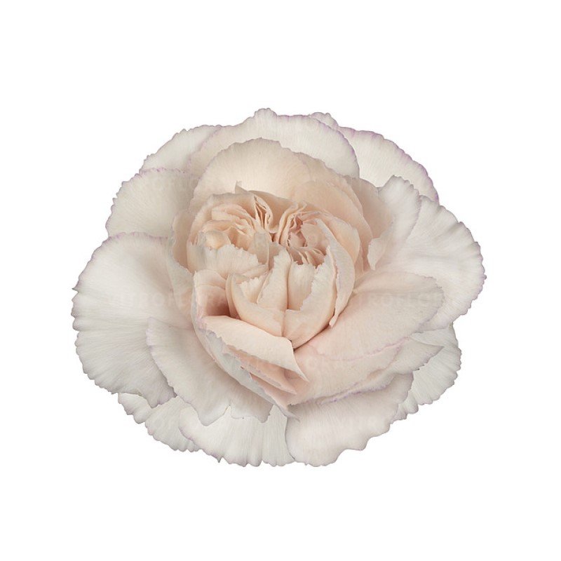 Гвоздика зрізна caryophyllus Bridal Damascus (Vitroflora)