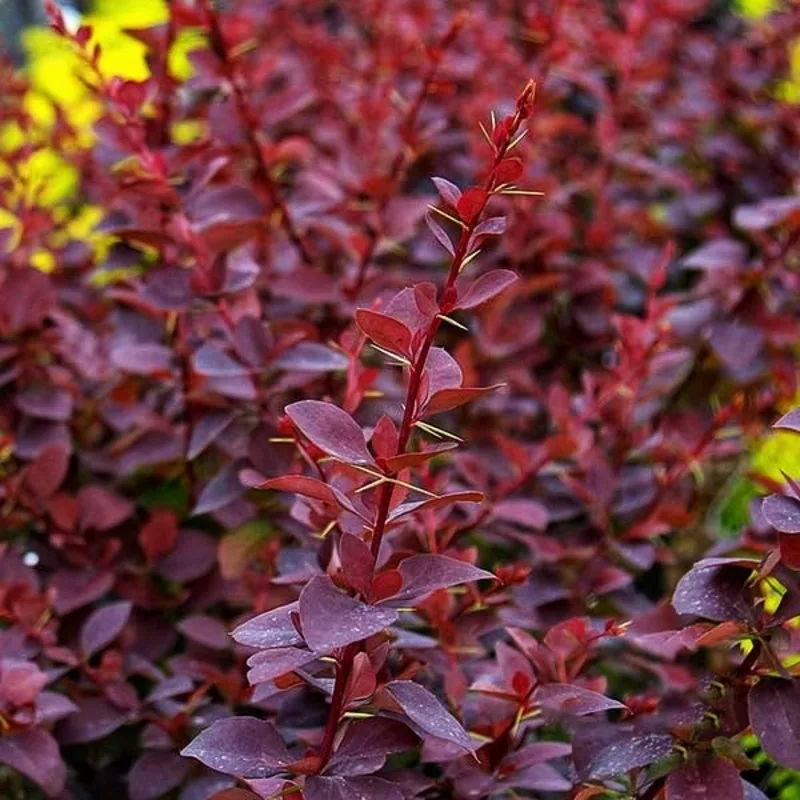 Фото 2