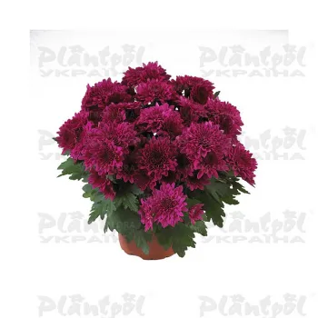 Фото 1
