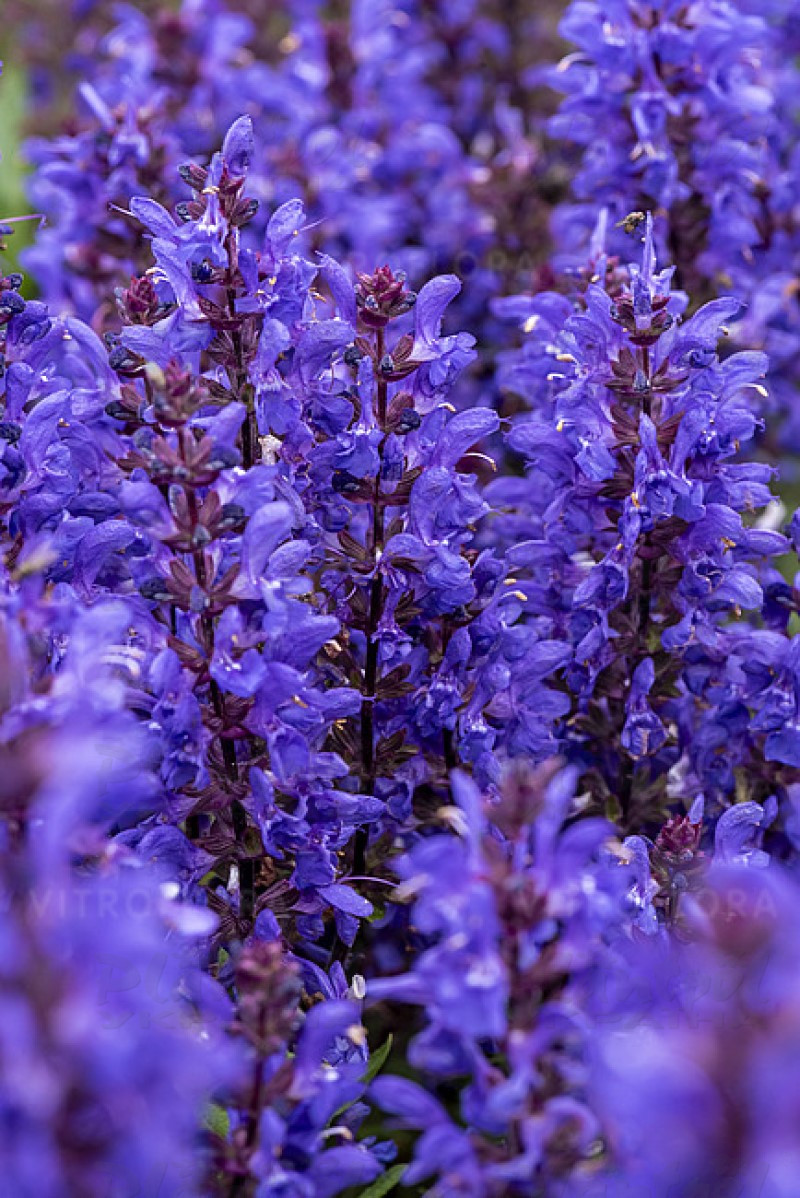 Шавлія nemorosa Noble Knight (Vitroflora)