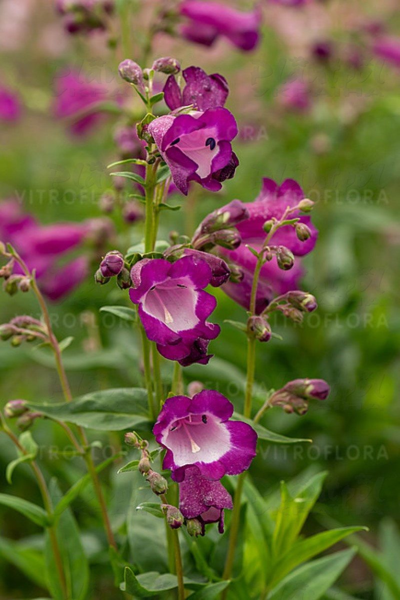 Пенстемон Purple Passion (Vitroflora)