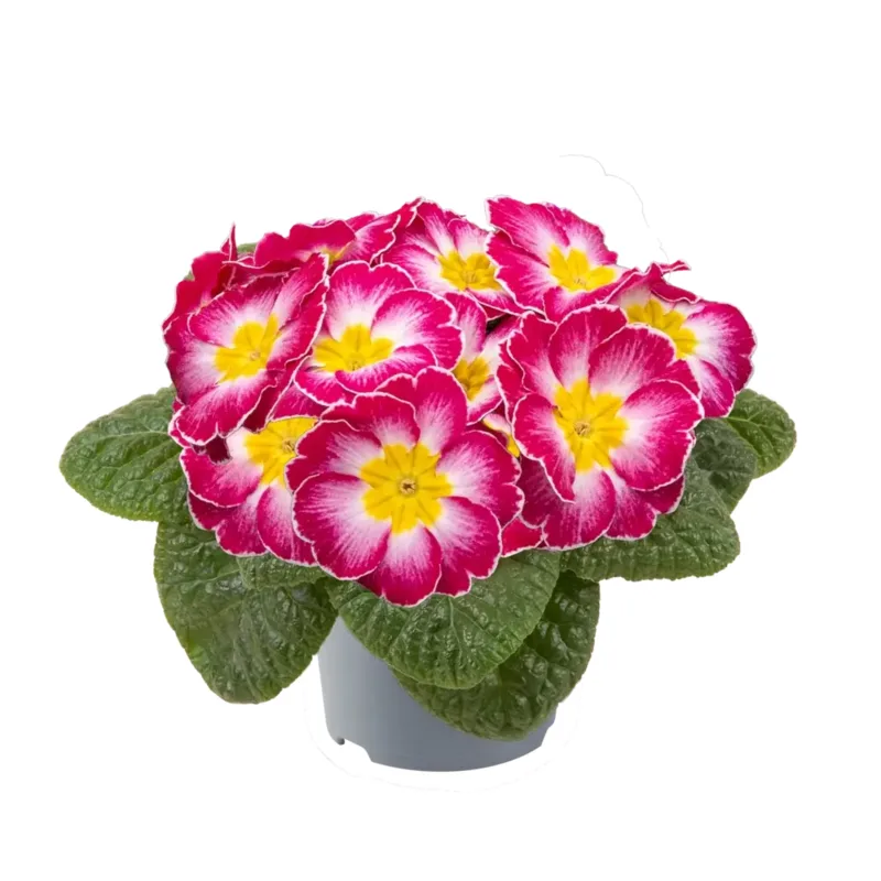 Примула vulgaris Pharaoh Rose Bicolour