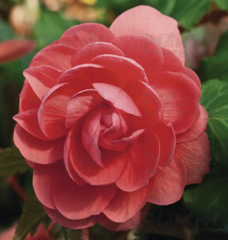Бегонія Тuberhybrida Illumination® F1 Light Pink (84 палета/Florensis)