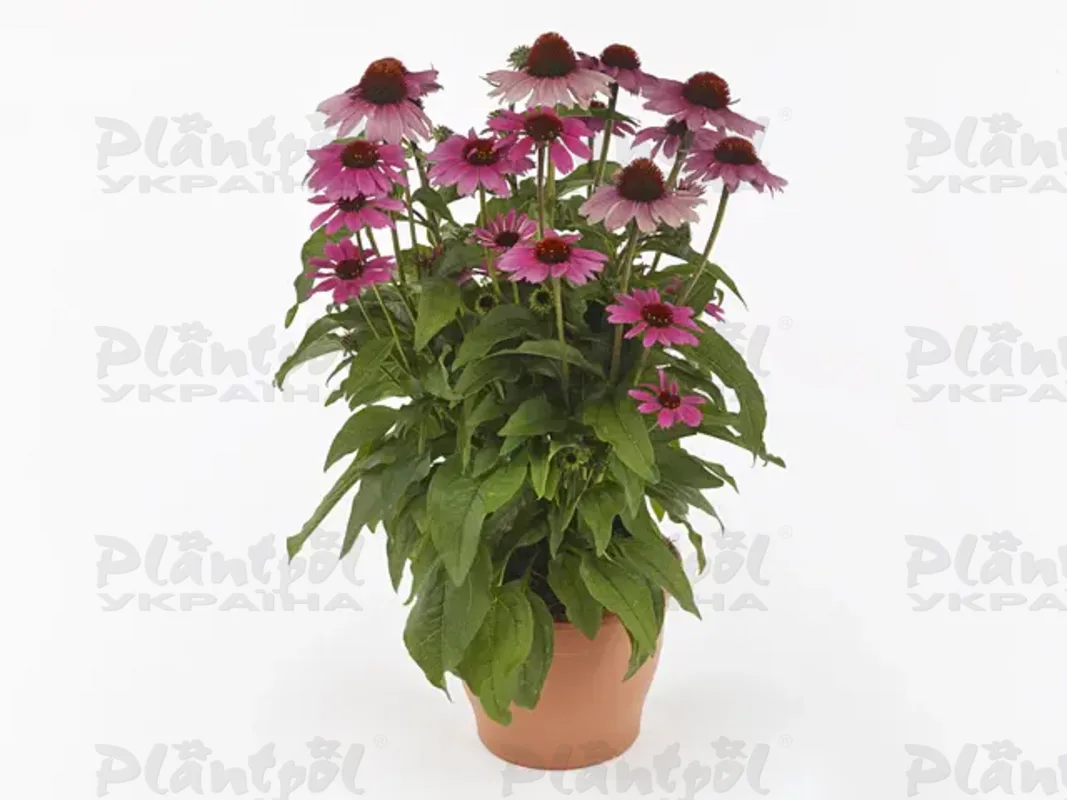 Ехінацея звичайна середня Bandolero Rose (Florensis)
