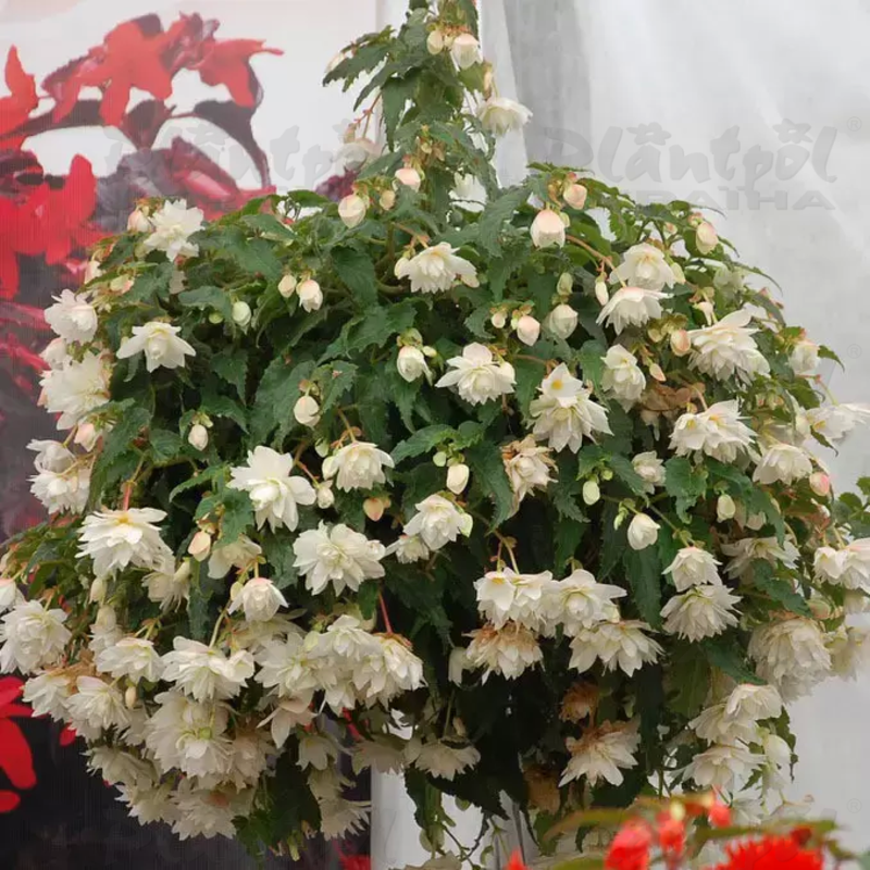 Бегонія Belleconia Snow