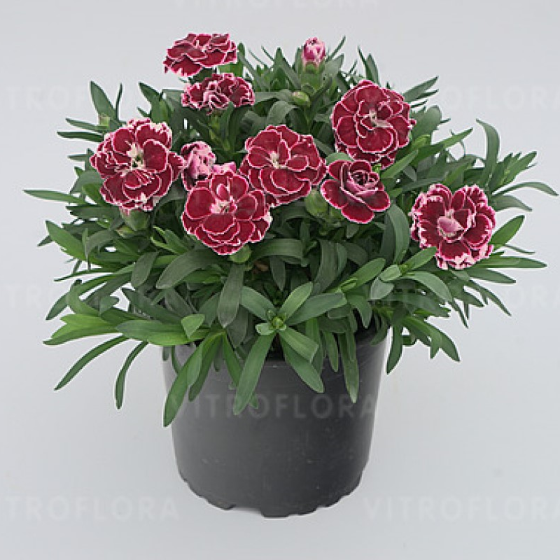 Гвоздика Oscar Burgundy White (Vitroflora)