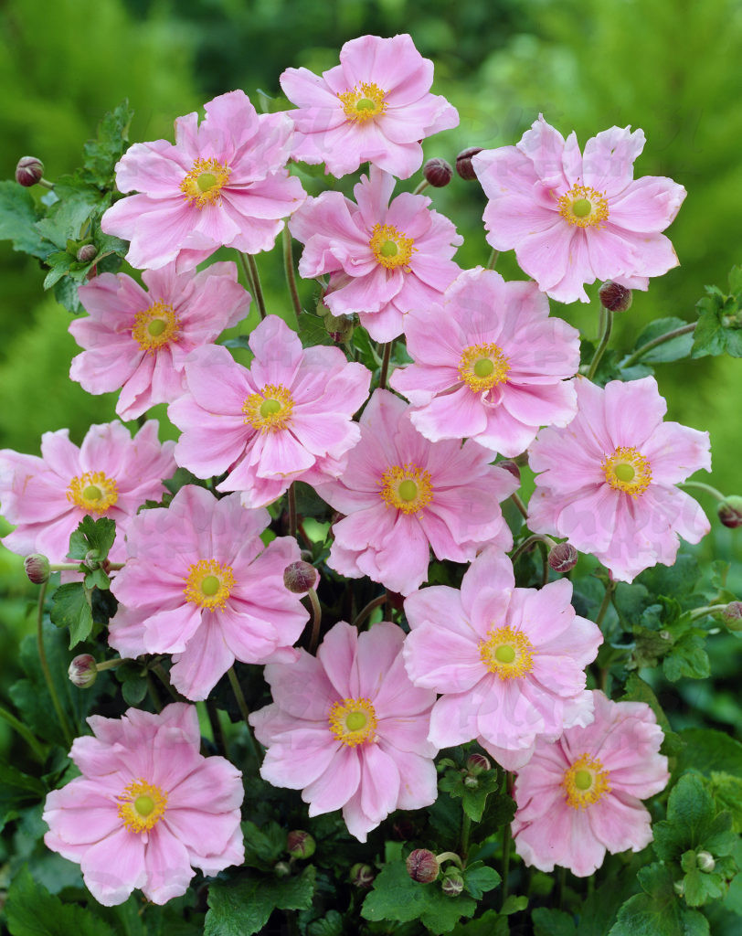 Анемона Konigin Charlotte (Vitroflora)