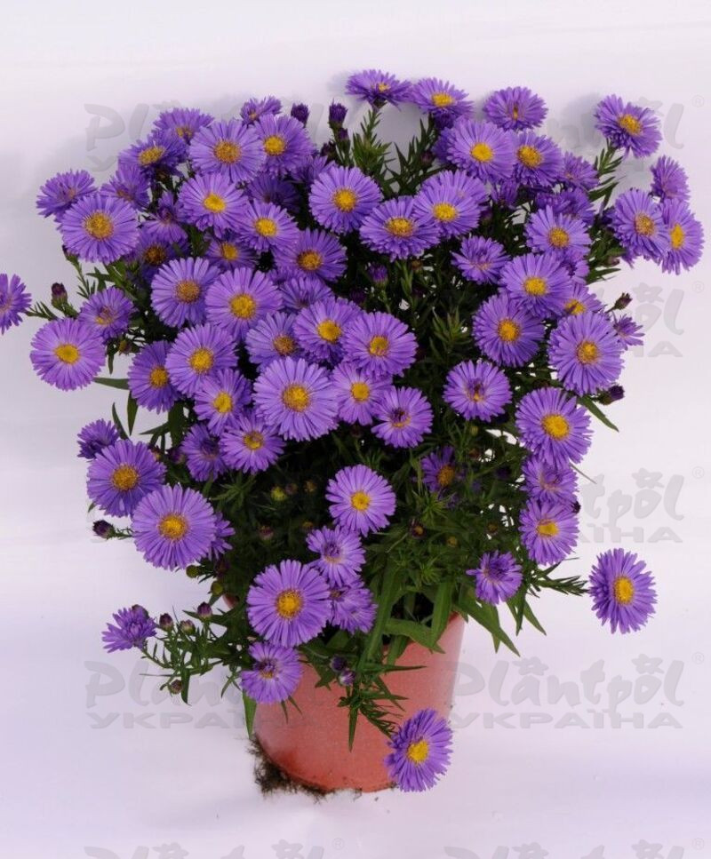 Айстра Aqua Sapphire (Plantpol)