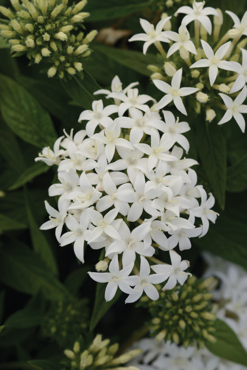 Пентас lanceolata Lucky Star White (180 палета/Florensis)
