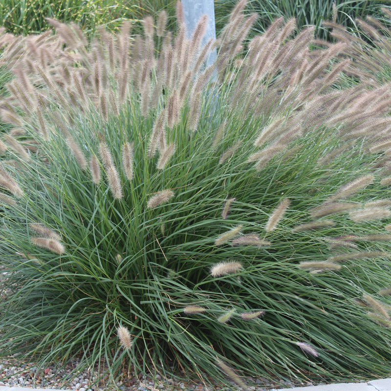 Пенісетум alopecuroides Lady U (Vitroflora)
