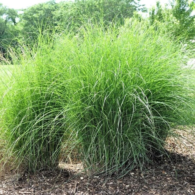 Міскантус Gracillimus