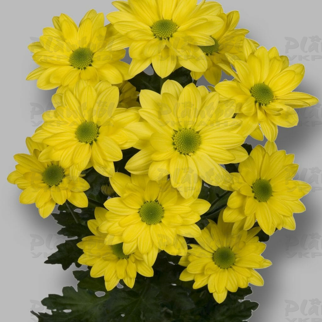 Хризантема зрізна галузкова Bacardi Sunny (Vitroflora)