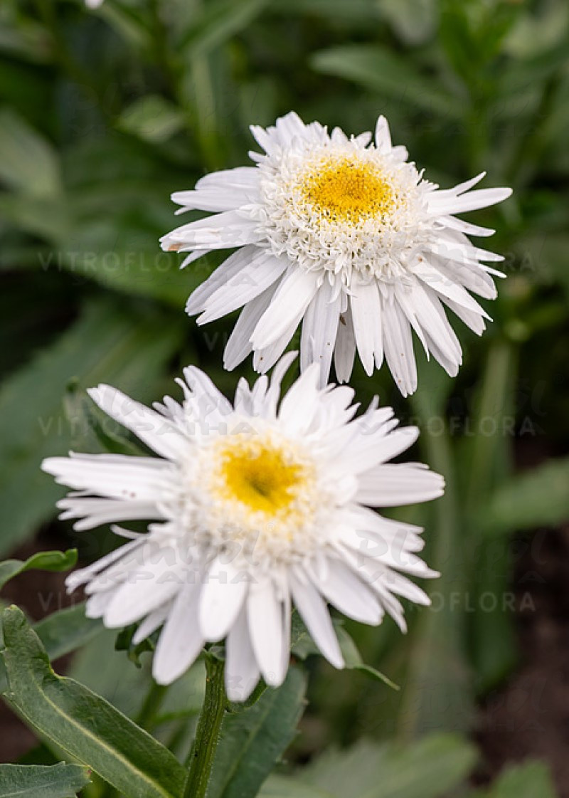 Леукантемум Wirral Supreme (Vitroflora)