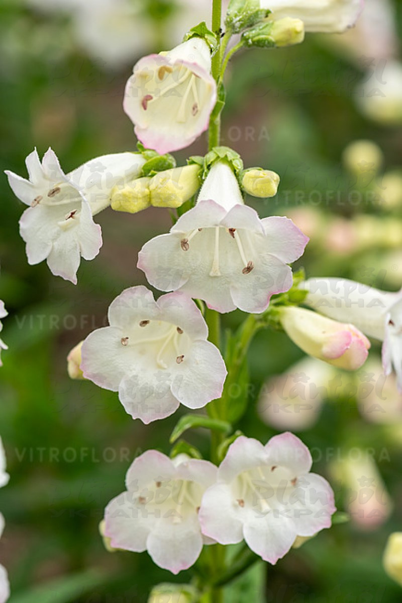 Пенстемон White Bedder (Vitroflora)