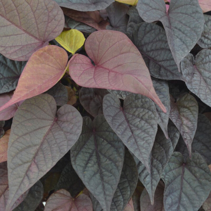 Іпомея batatas FloraMia Cameo