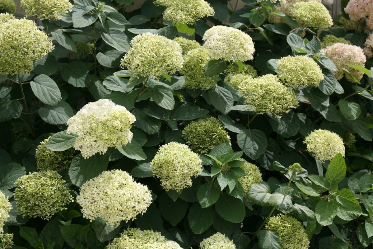 Гортензія Arborescens Lime Rickey (напівпродукт)