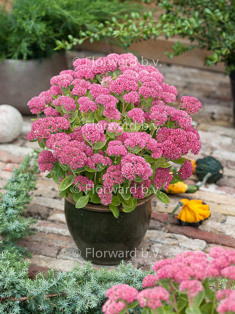 Седум чагарниковий Herbstfreude (Vitroflora)