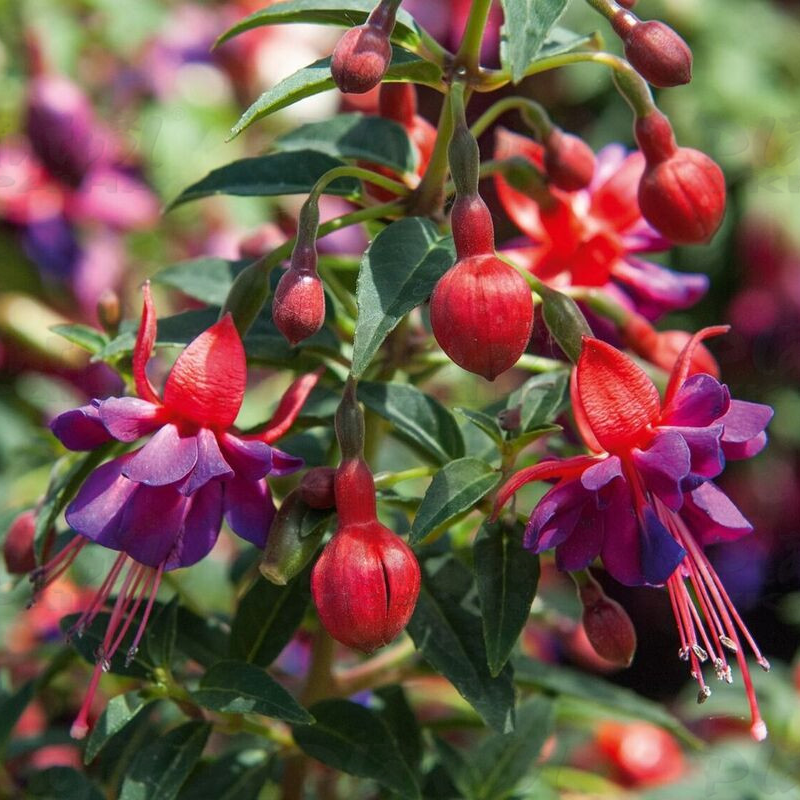 Фуксія Shadow Dancer Naomi