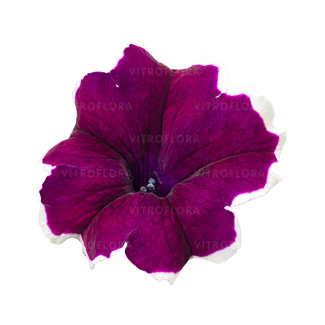 Петунія Tea Purple White Edge