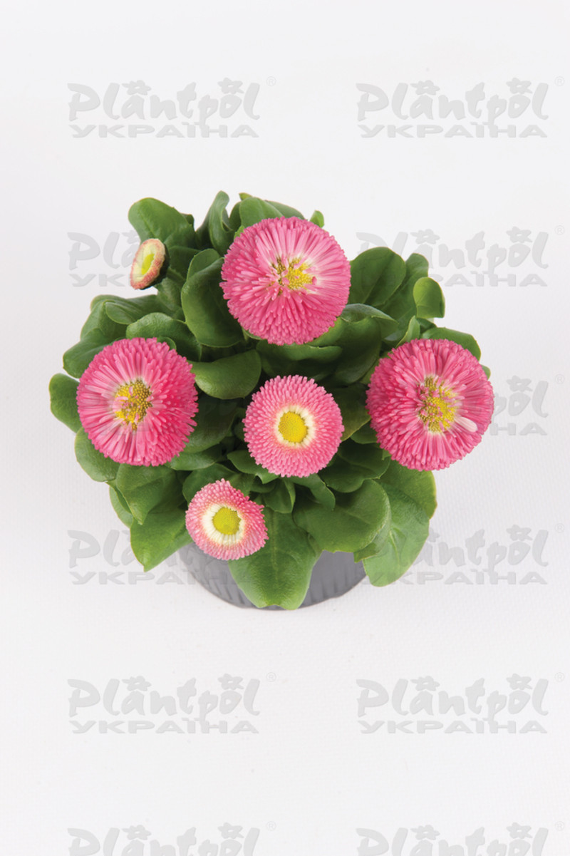 Стокротки bellis perennis BellaStar Compact Rose (288 палета)