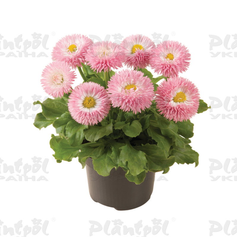 Стокротки bellis perennis Robella Rose