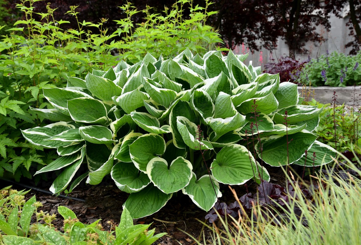 Хоста середньоросла Francee (Vitroflora)