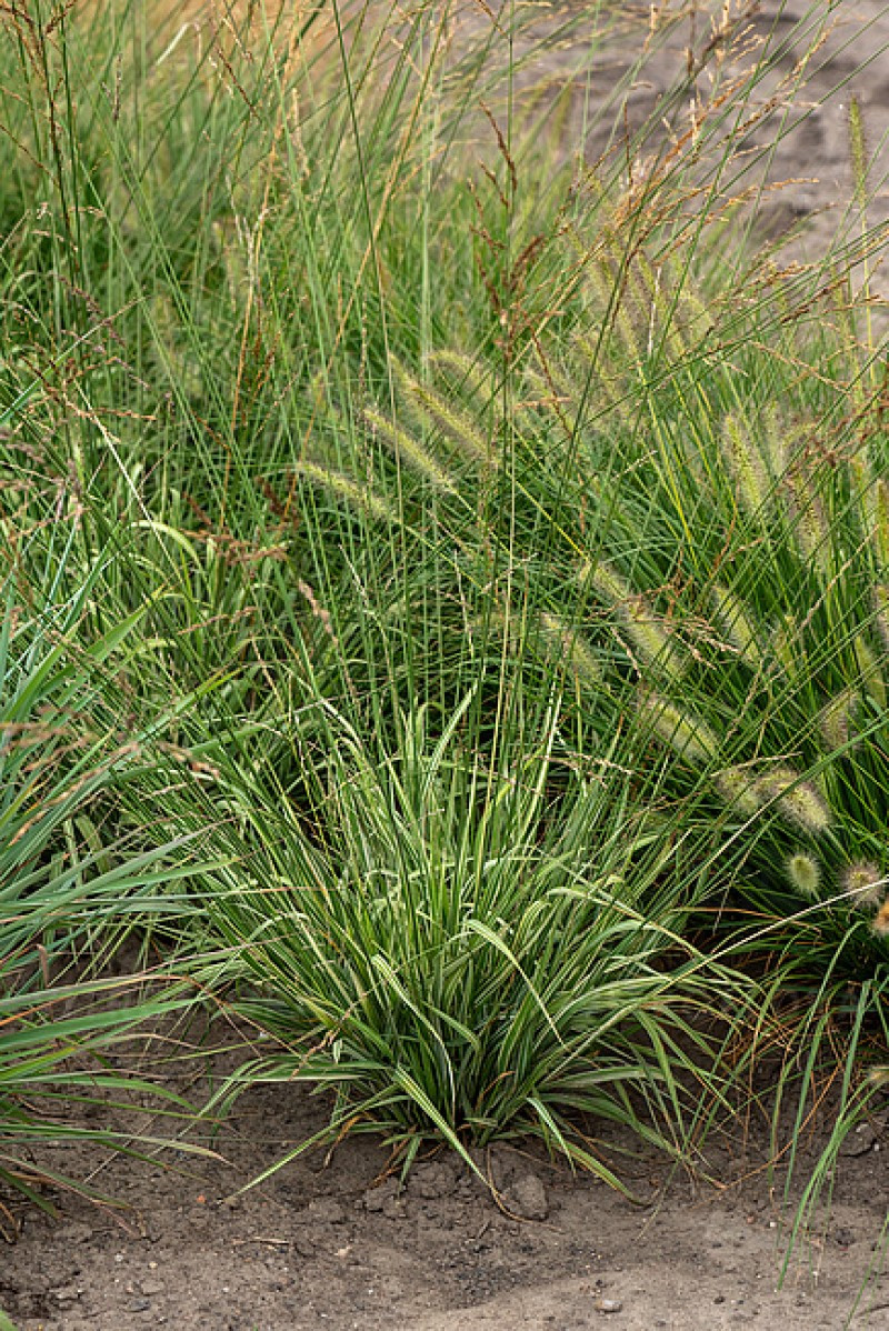 Молінія caerulea Mostenveld (Vitroflora)