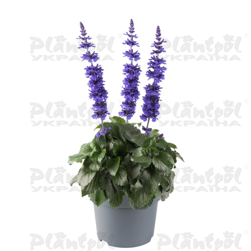 Сальвія Mystic Spires Blue (84 палета/Florensis)