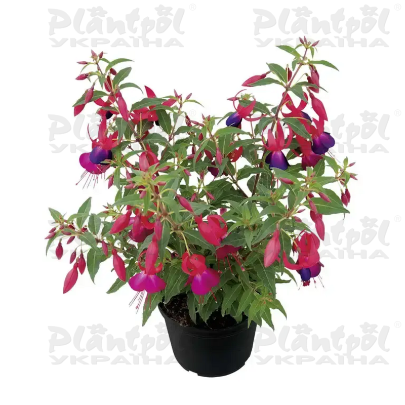 Фуксія Shadow Dancer Marcia Improved