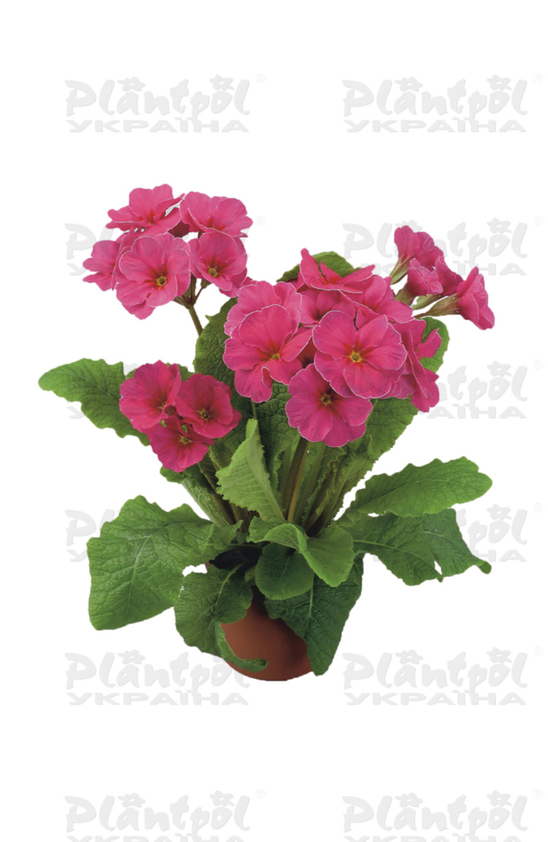 Примула vulgaris Stella F1 Rose