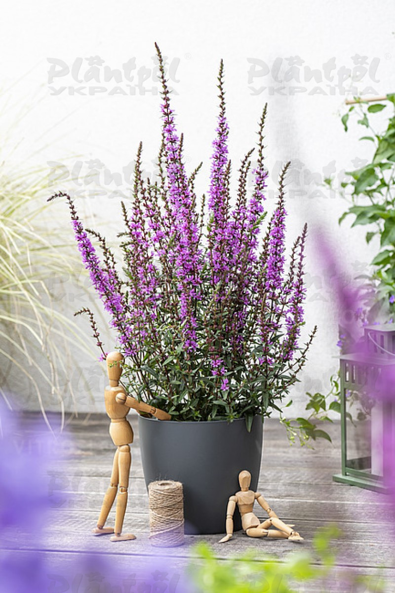Літрум Luminara Lilac (Vitroflora)