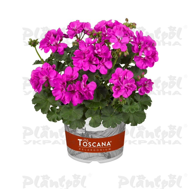 Пеларгонія зональна Dolce Vita Evi Blue