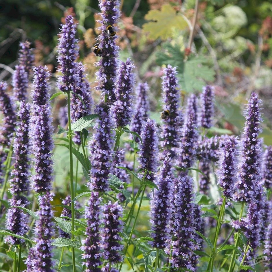 Агастахіс Black Adder (Vitroflora)