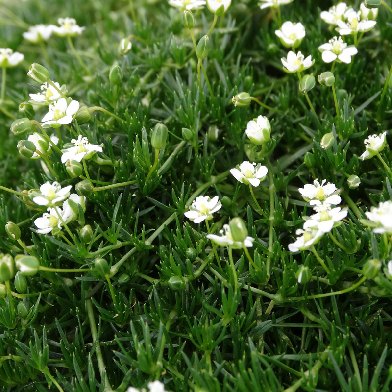 Сагіна Green Moss