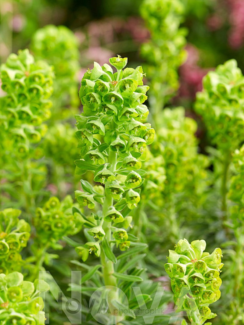Еуфорбія Humpty Dumpty (Vitroflora)