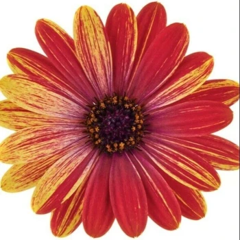 Остеоспермум Cape Daisy