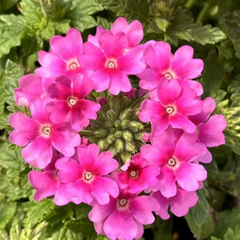 Фото 2