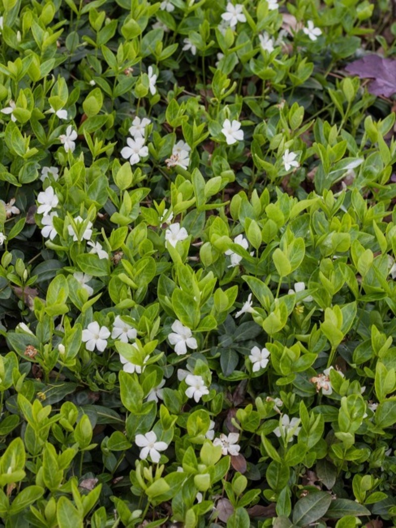 Барвінок (Vinca) minor Alba