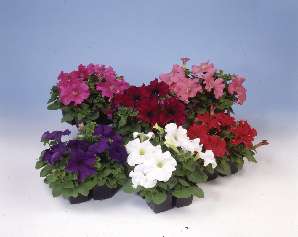 Петунія grandiflora Pacta Parade F1 Picotee Mix (288 палета/Florensis)