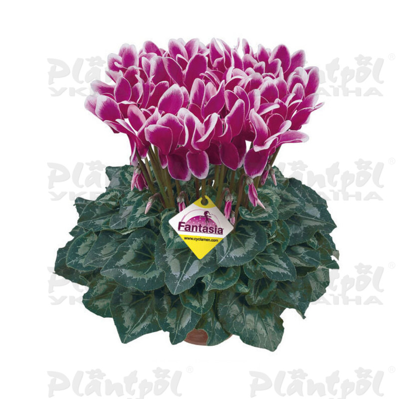 Цикламен Halios Fantasia Purple