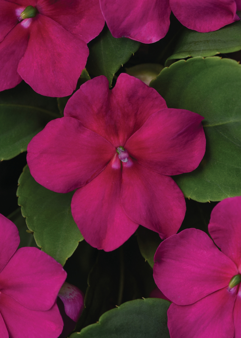 Імпатієнс walleriana Beacon Violet Shades