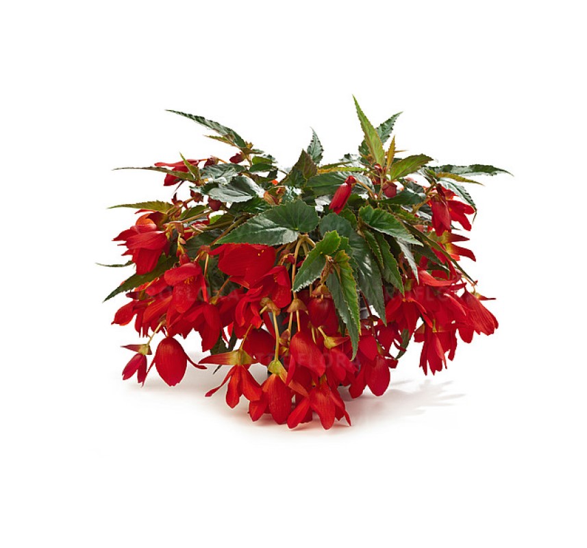 Бегонія Dreams Waterfall Encanto Red (Vitroflora)