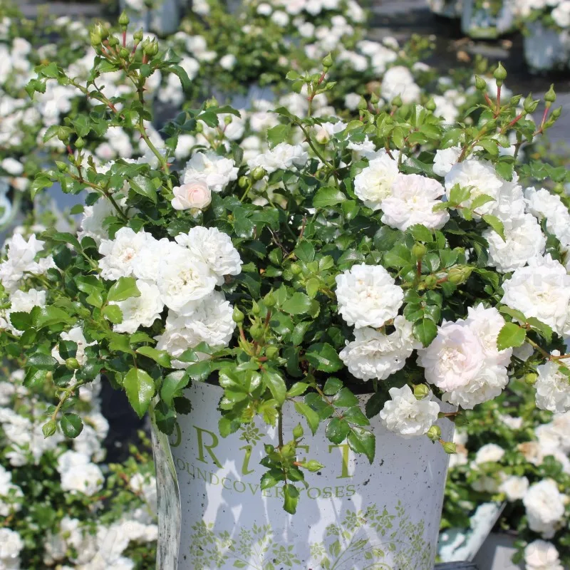 Фото 2