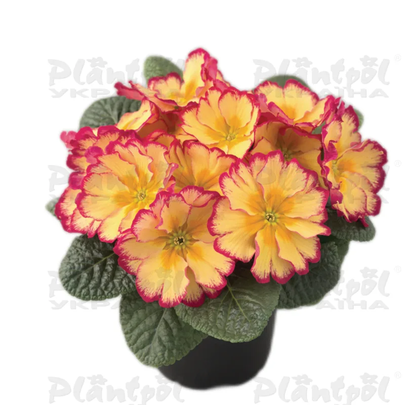 Примула vulgaris Scentsation Red Cream