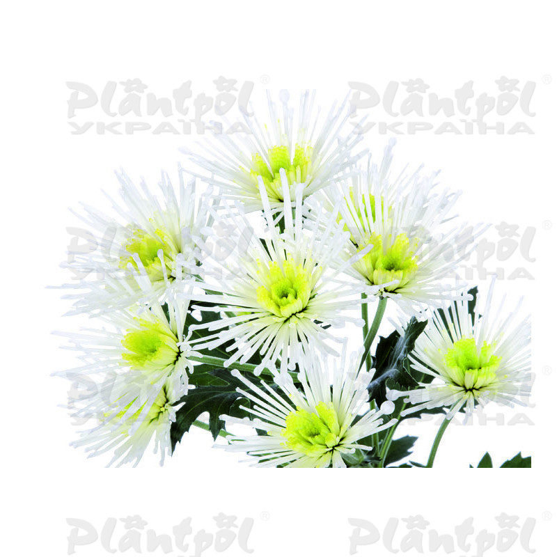 Хризантема зрізна галузкова Annecy White (Cichon)