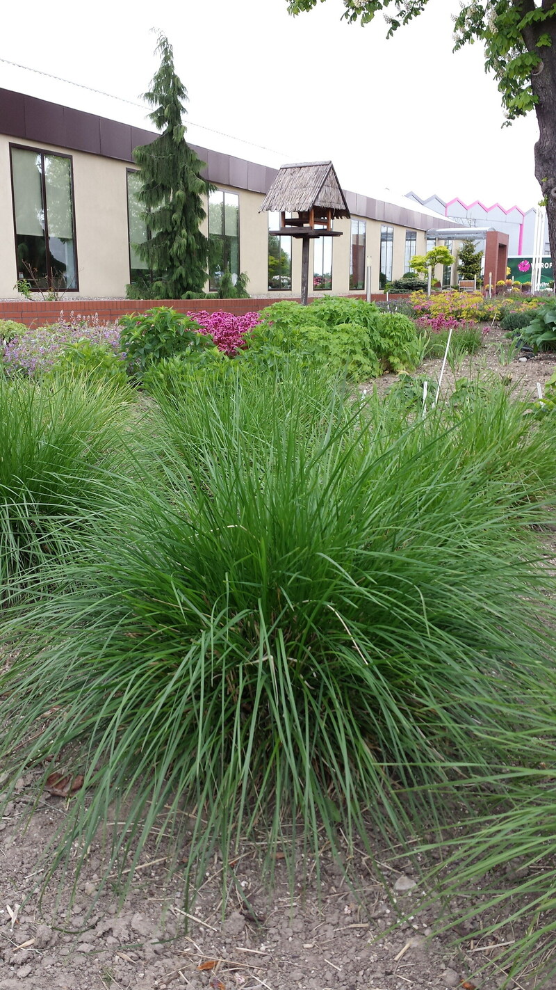 Дешампсія caespitosa Goldschleier (Vitroflora)
