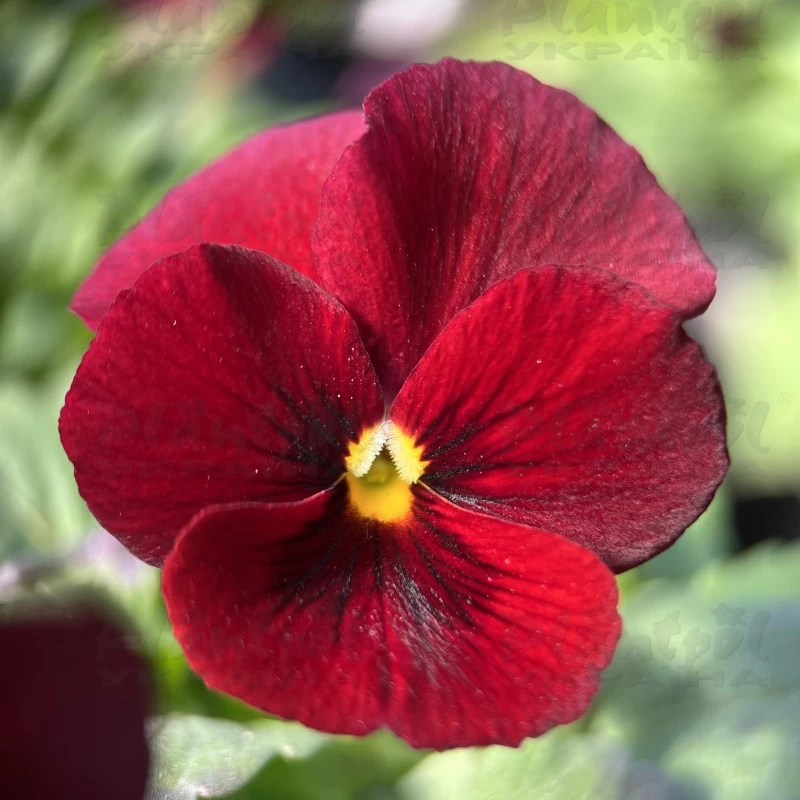 Садовий центр Плантпол-Україна, фото 9