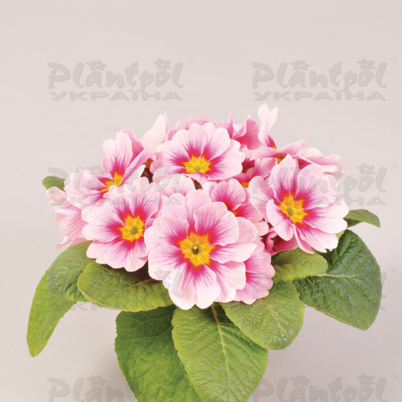 Примула vulgaris Unistar F1 Appleblossom