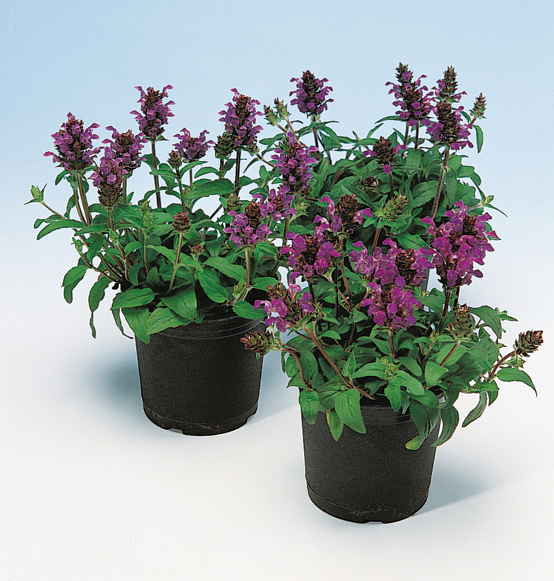 Прунелла Bella Violet Blue (Florensis)
